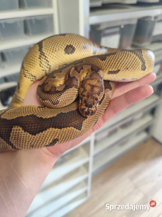 Pyton Królewski samiec Clown poss Gravel Pruszków