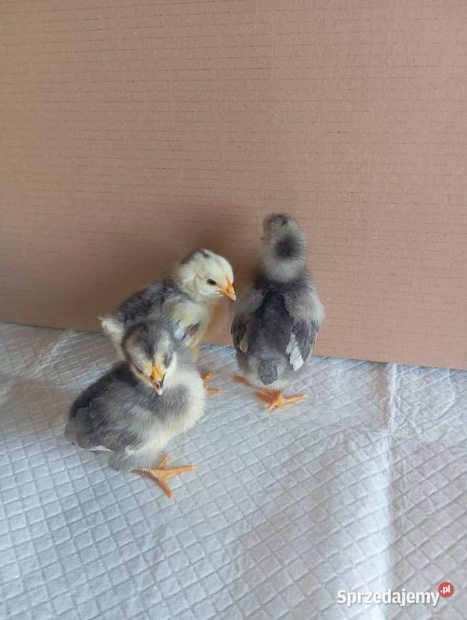 Kurczaki Silverudd Marans Tęczanka Czernichowska lubuskie Stare Kurowo