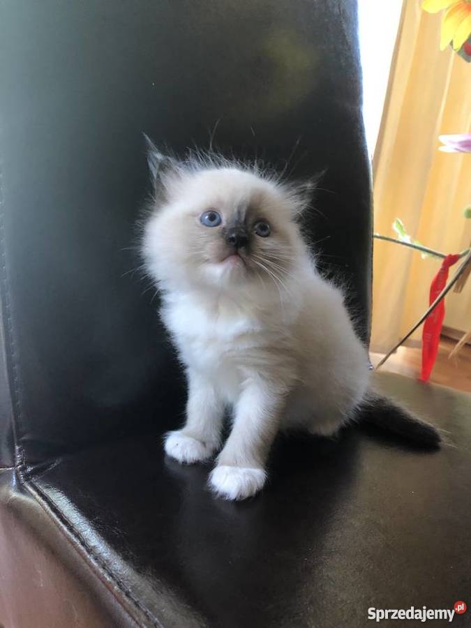 Ragdoll Cena Bez Rodowodu Sprzedajemy Pl