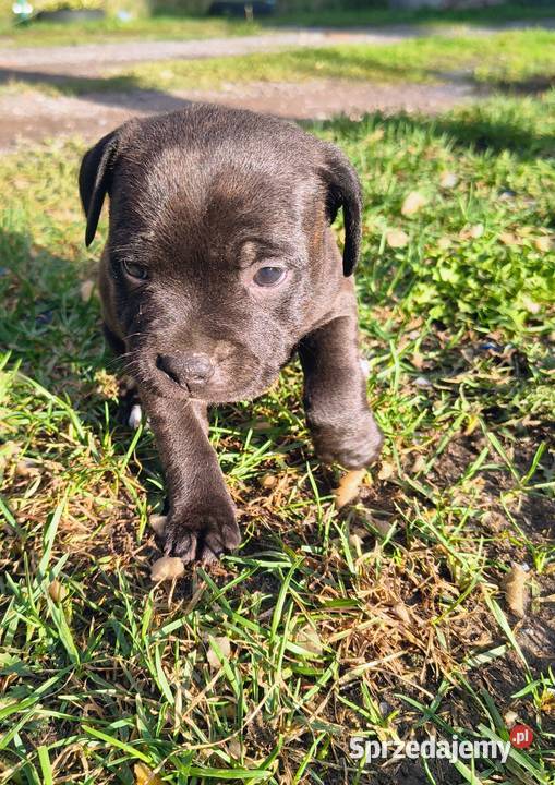 Staffordshire bull terrier Pozostałe mazowieckie