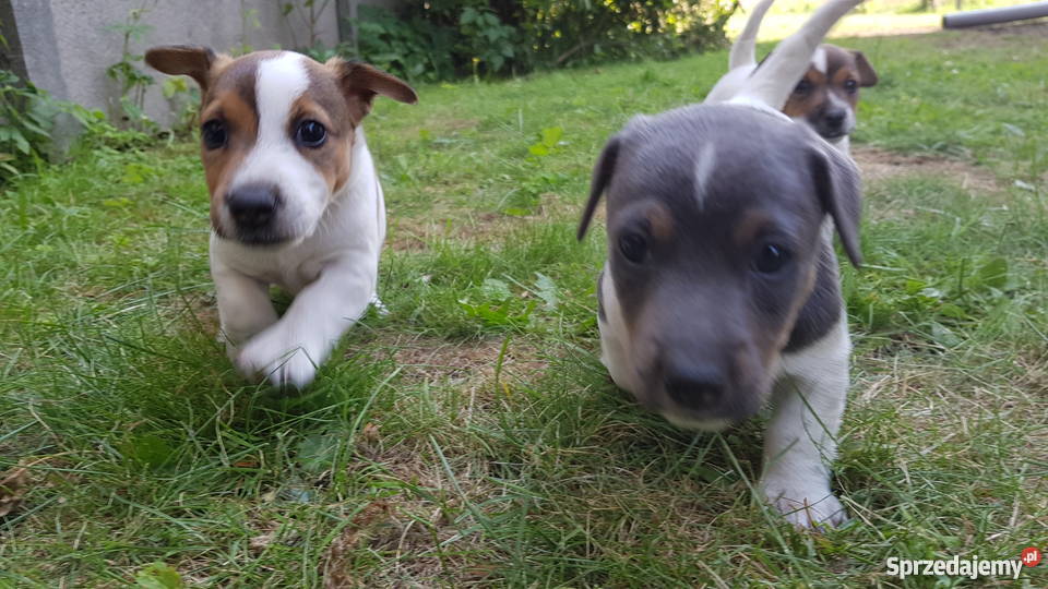 Szczeniaki Jack Russel Terrier Kolonia Wierzchowisko