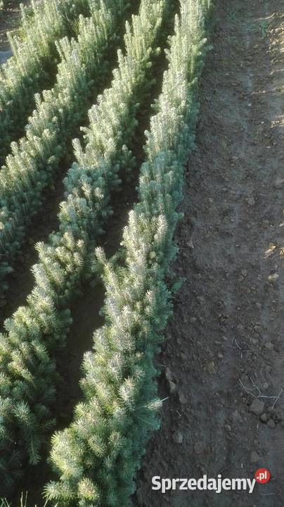 Sadzonki buka Buk pospolity na zalesienia 3 Brzostek