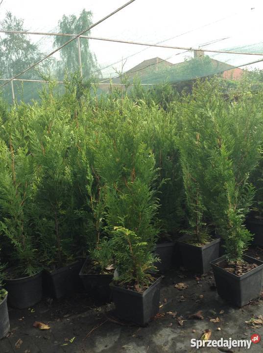 Tuja Kórnik III kujawsko-pomorskie