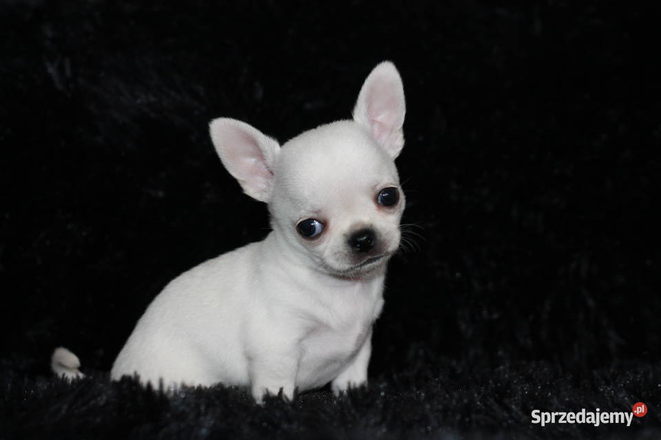 Chihuahua krótkowłosy ZKwP FCI