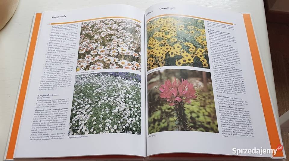 Leksykon kwiatów letnich Igor Drobny Zdenek Poradniki, albumy i reportaże