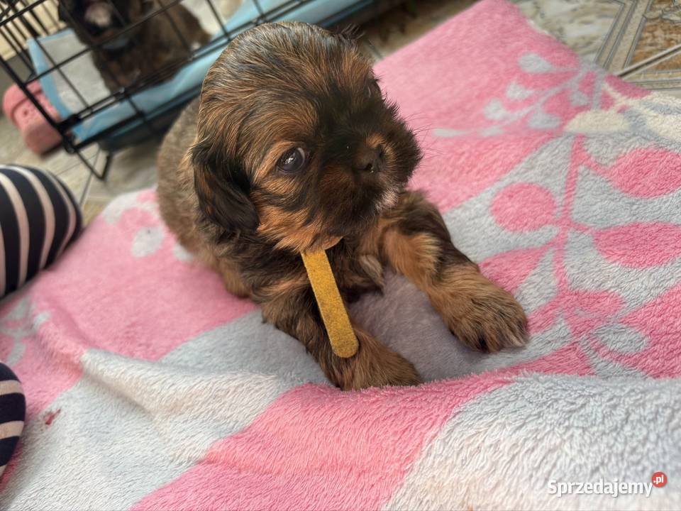 Suczka shih tzu Lekowo sprzedam