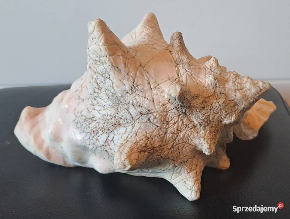 Muszla ozdobna stara Prl Wrocław