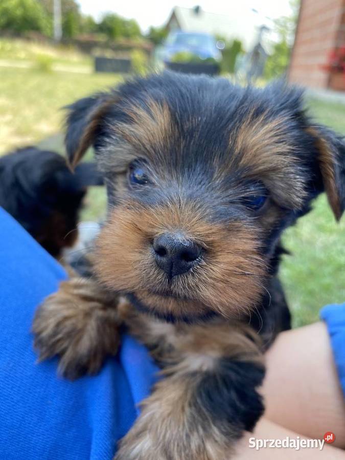 Sprzedam śliczne małe yorki Chynów sprzedam