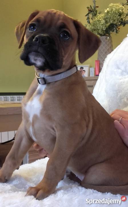 Bokser z rodowodem szczenię suczka Kalisz sprzedam