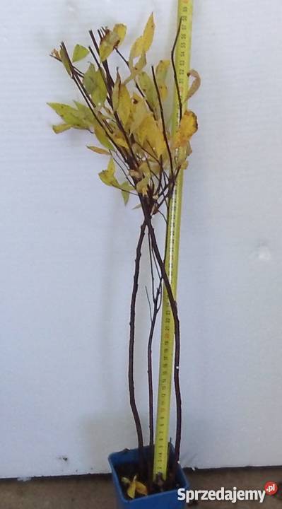 tawuła frabela kujawsko-pomorskie Bydgoszcz