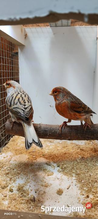 Sprzedam kanarki Jeżowa sprzedam