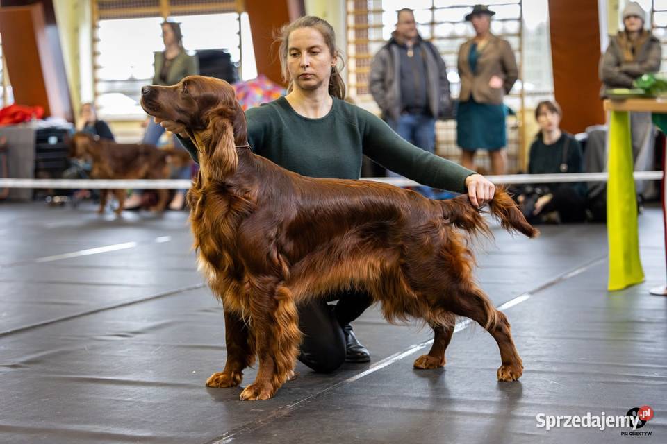 Seter Irlandzki FCI Seter Częstochowa