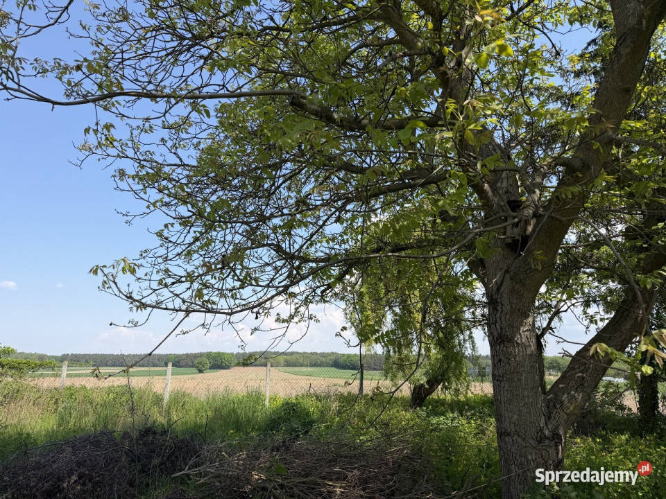 Siedlisko z lasem i łąką Zawady gm Kampinos 13zł/m2