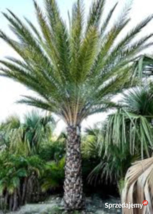 PALMA DAKTYLOWA SREBRNA Phoenix sylvestris Lubanie