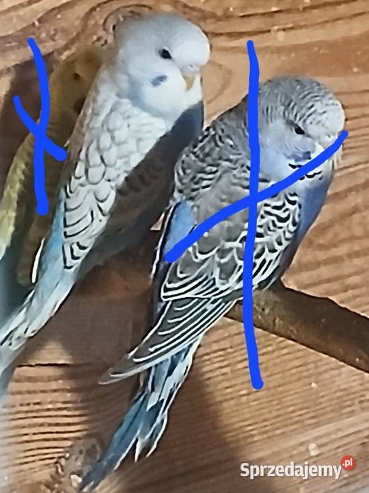 Papuga mloda falista samica Goździk