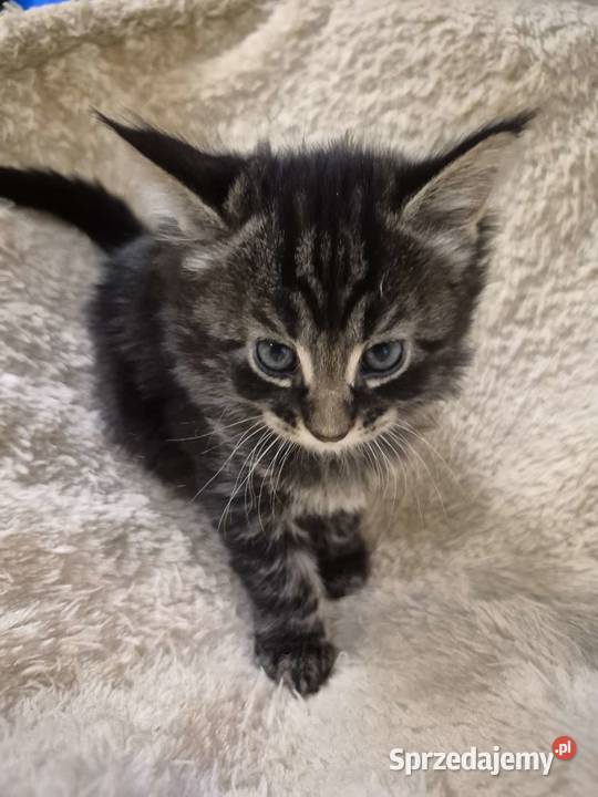 Kotki MaineCoon Będzin