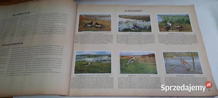 album z kolekcją ptaków z niemieckiego świata mazowieckie Warszawa