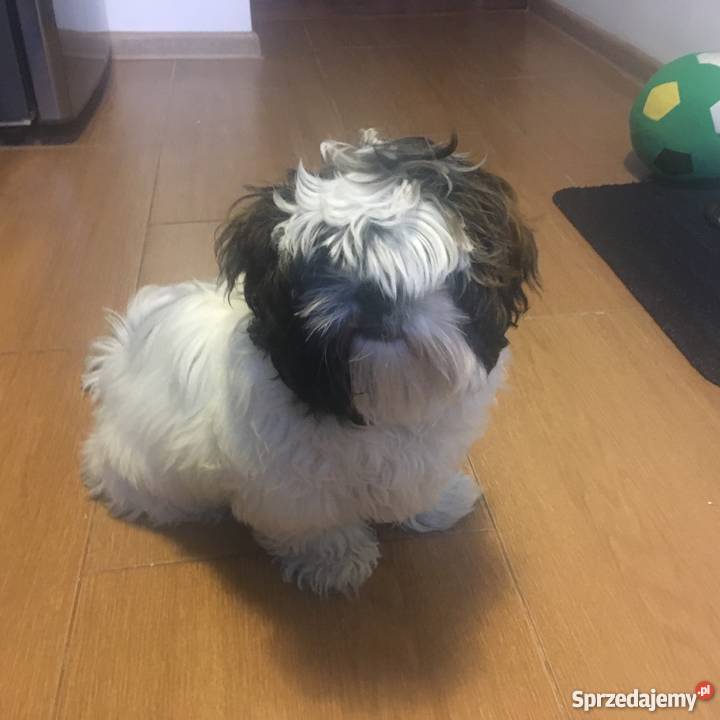 Reproduktor shih tzu mazowieckie Warszawa