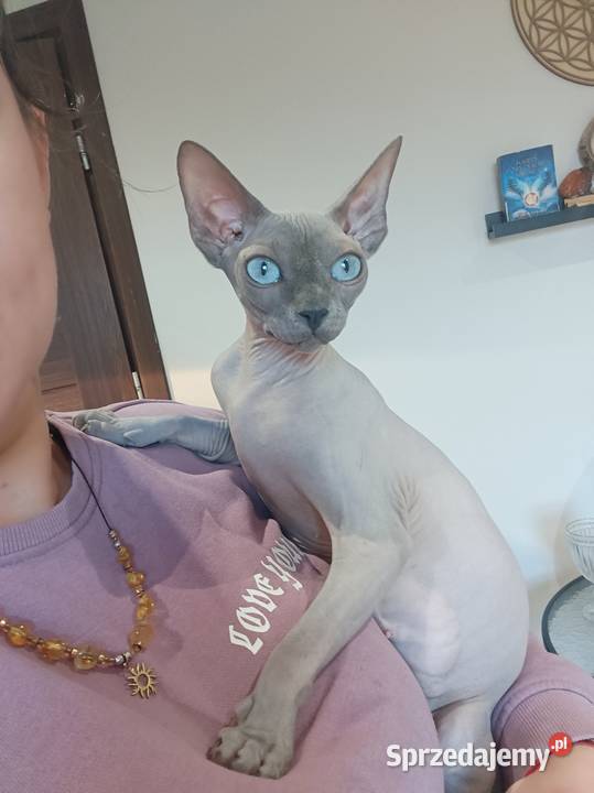 Sfinks Kanadyjski kotka hodowlana FPL Pleszew