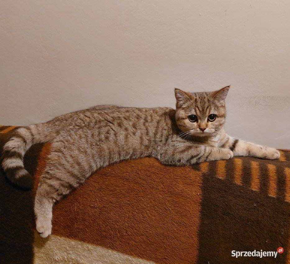 Kotka brytyjska złota ticked Zawiercie