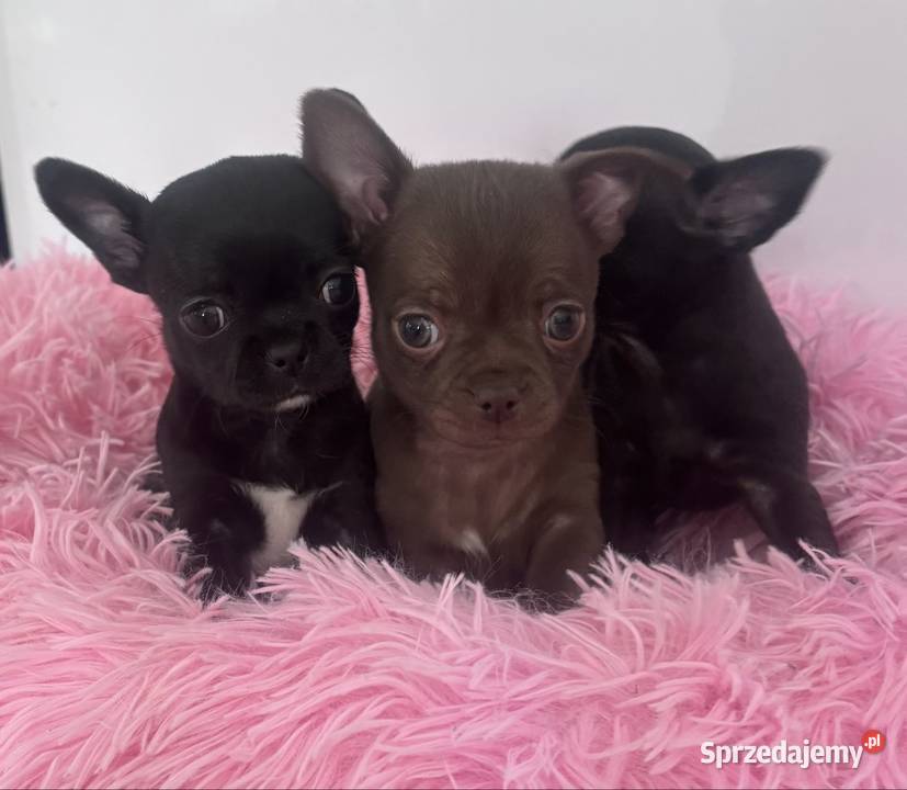 Chihuahua Xs Kraków