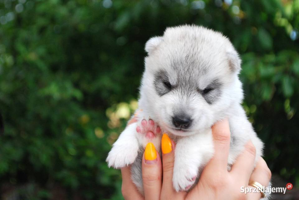 Hodowla Siberian Husky szczenięta ZKwPFCI Rzeszów