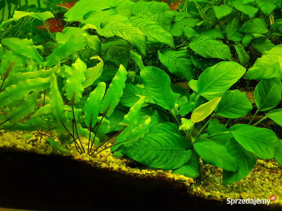 Anubias roślina akwariowa Mielec