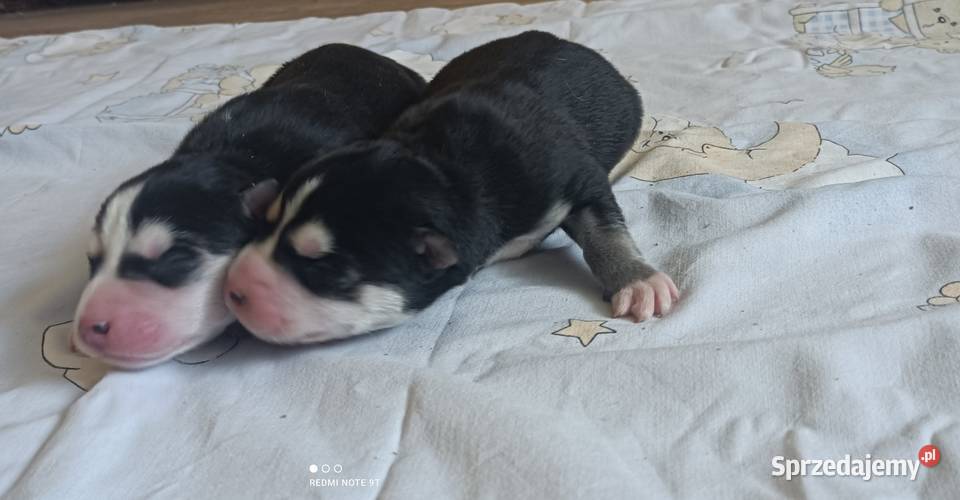 Szczeniaczki Siberian husky z elitarnym Krośniewice