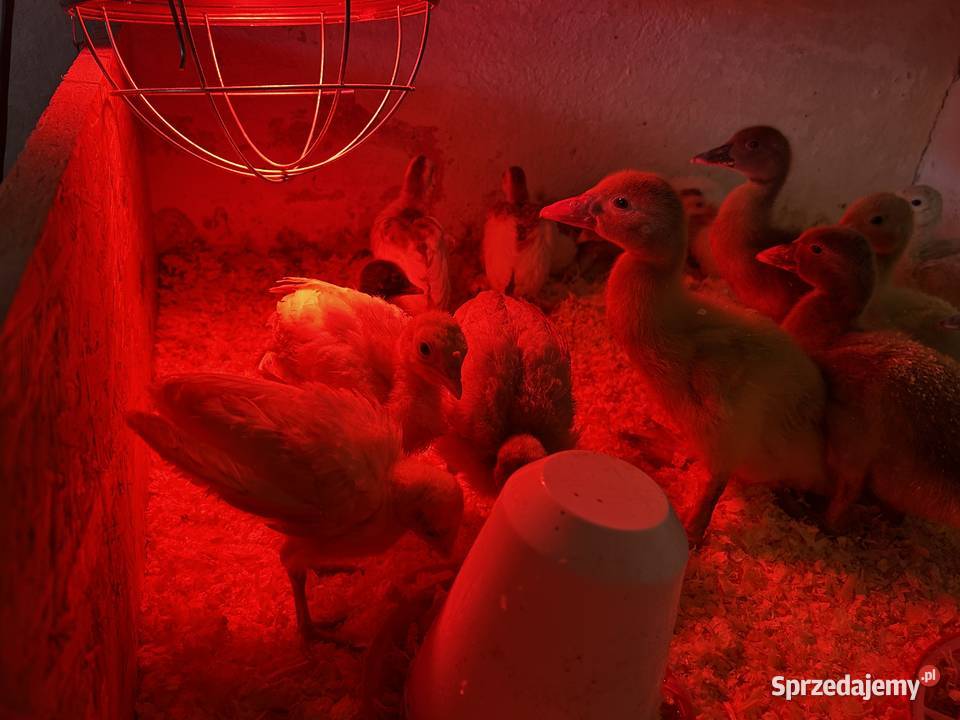 Sprzedam indyki staropolskie kaczki piżmowe małopolskie Czernichów sprzedam