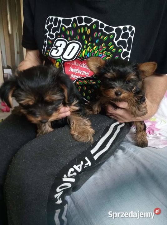 Oddam w ręce szczeniaki 2 suczki sprzedam