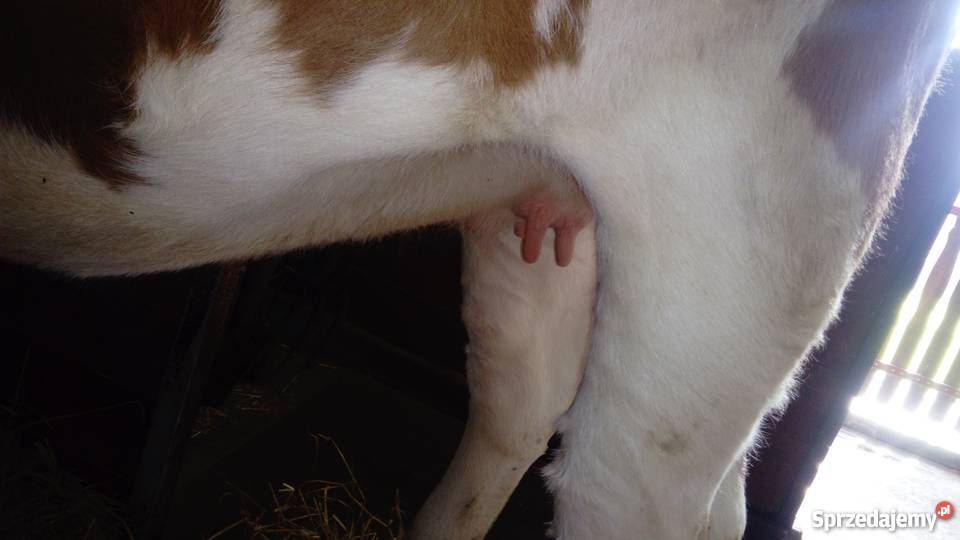 Jałówka Simental cielna SM Niechobrz sprzedam