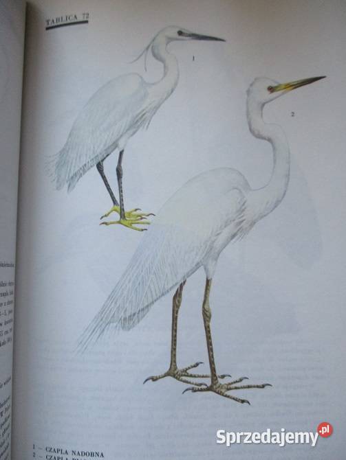 Atlas Ptaki Polski JSokołowski ptaki przyroda Książki naukowe i popularnonaukowe Łódź