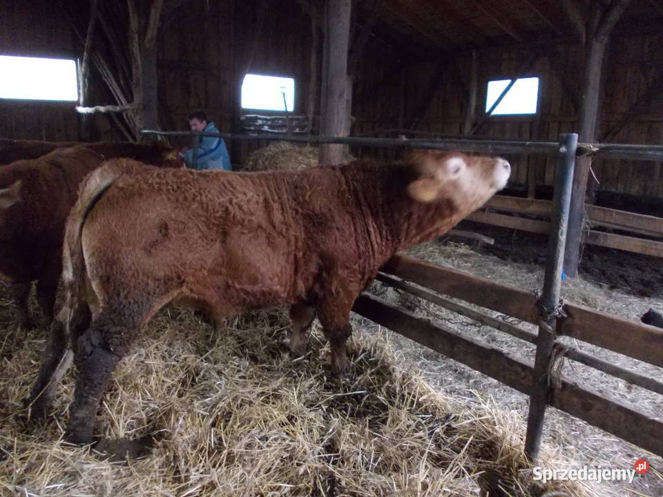 Byki 100 limousine Gołdap