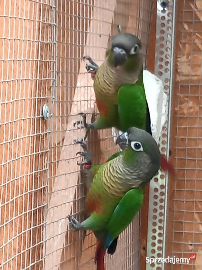 Papugi zmienią wolierę