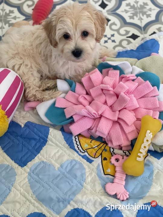 Maltipoo F1b Pozostałe Rybnik