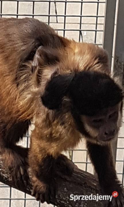 Kapucynka czubata Bystra sprzedam