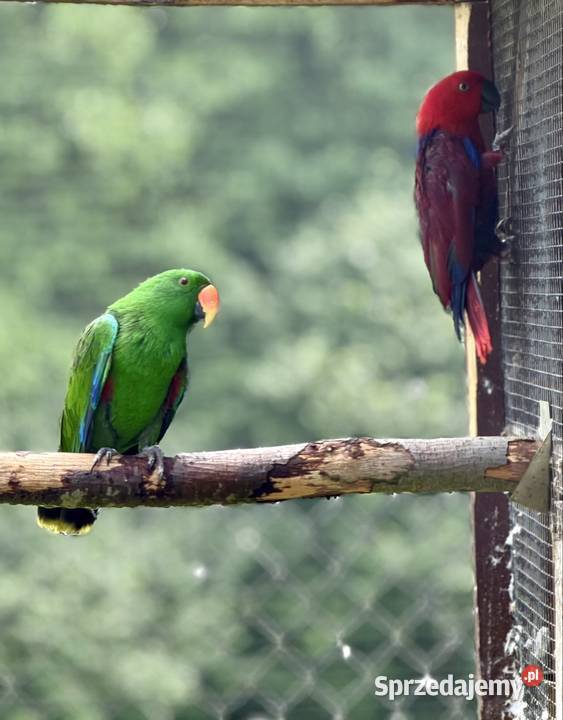 Sprzedam Lory Wielkie Wieliczka