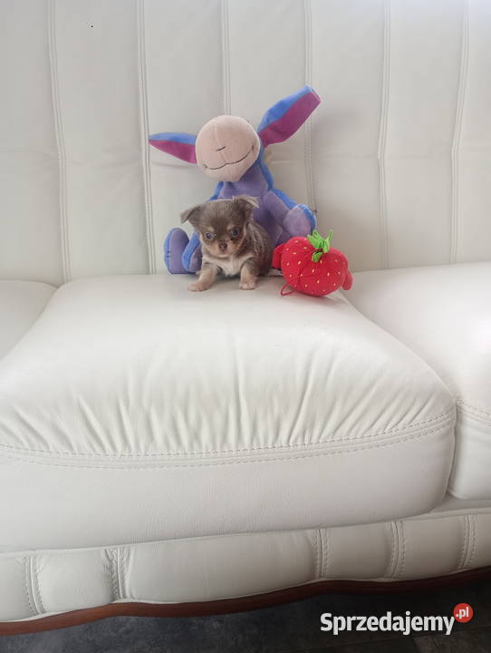 CHIHUAHUA LILIOWY PIESEK mini