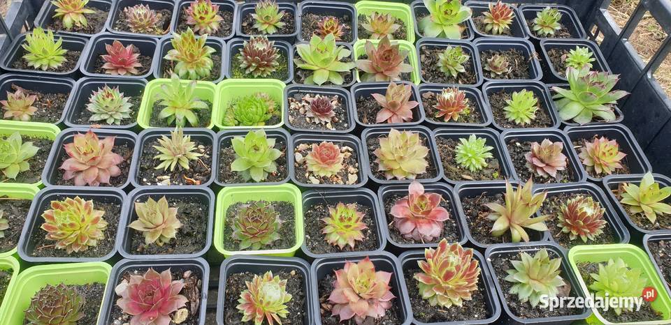 Sprzedam Rojniki Ogród