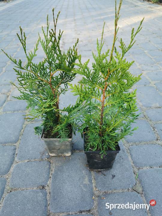 Żywotnik olbrzymi sadzonki Thuja plicata p9 05 l Iglaste kujawsko-pomorskie Inowrocław