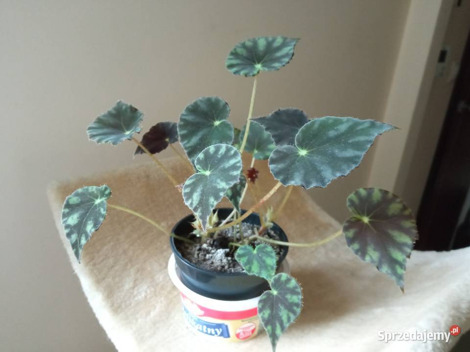 Begonie moje begonie podlaskie Białystok