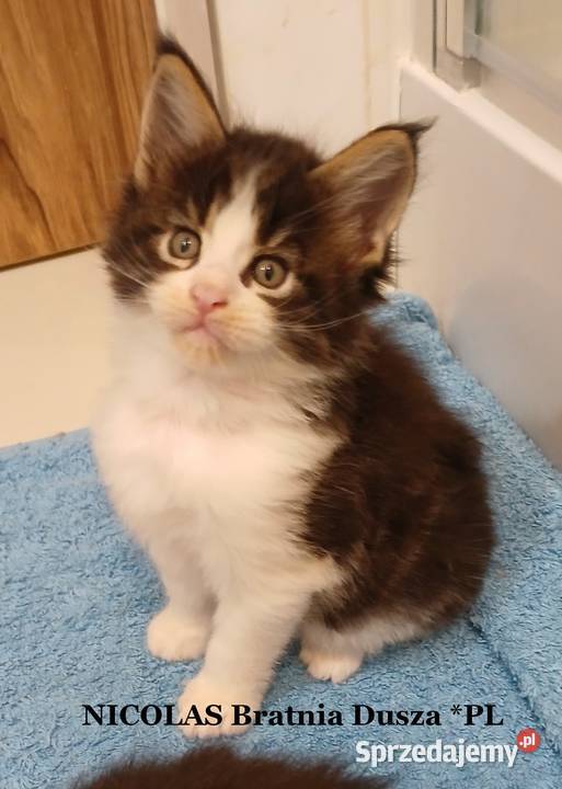 Maine Coon kocurki Warszawa sprzedam