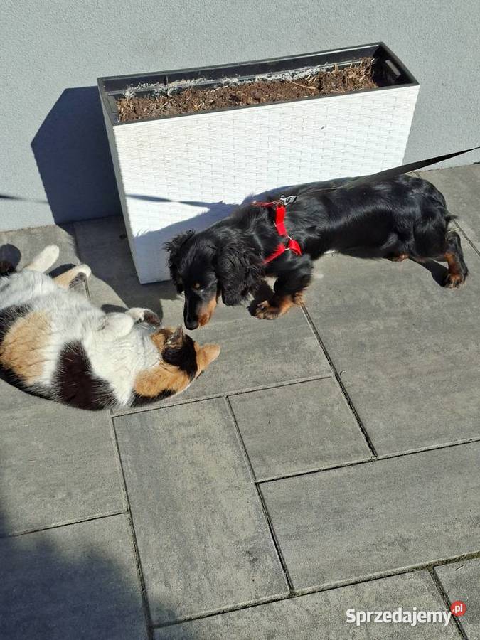 Jamnik długowłosy suczka 55 miesiąc mazowieckie