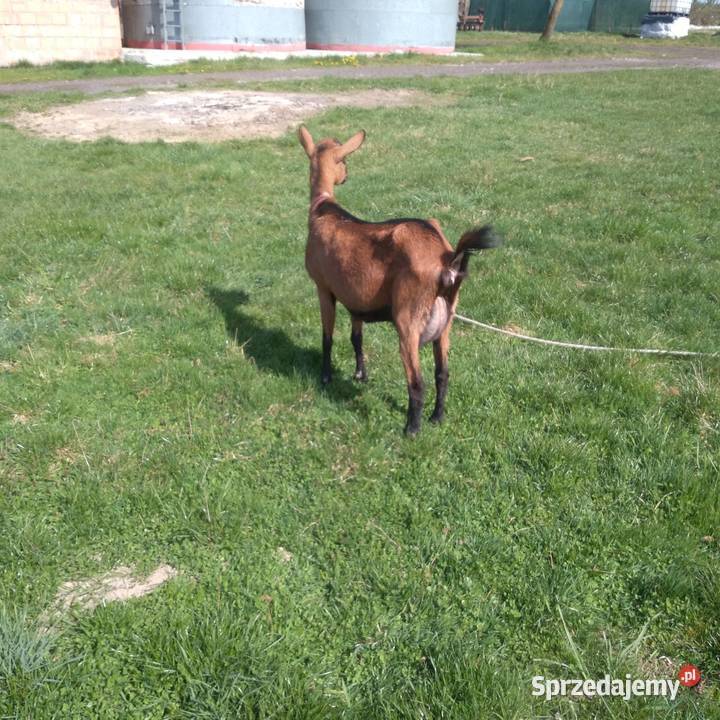 koza alpejska drugim ukotem