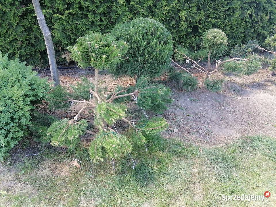 KrzewyBonsai Iglaste Pudliszki