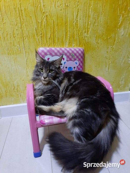 Kotki MaineCoon Maine Coon Będzin sprzedam