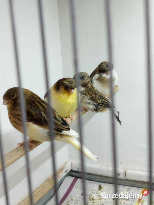 Kanarki Gloster Gostyń