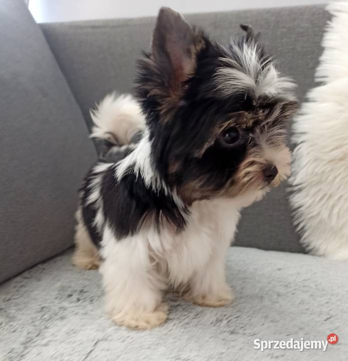 York Biewer Piękny malutki królewicz Rodowodowy Wrocław