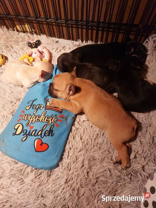 Śliczne szczeniaki buldogi francuskie Suczki mazowieckie