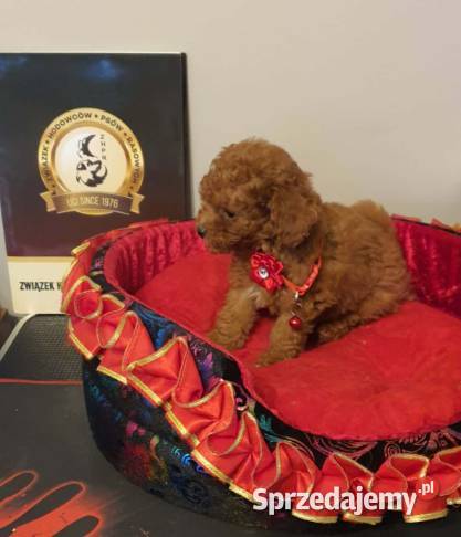 Pudel malutki pudelek Toy red ZHPRUCI Pozostałe Częstochowa
